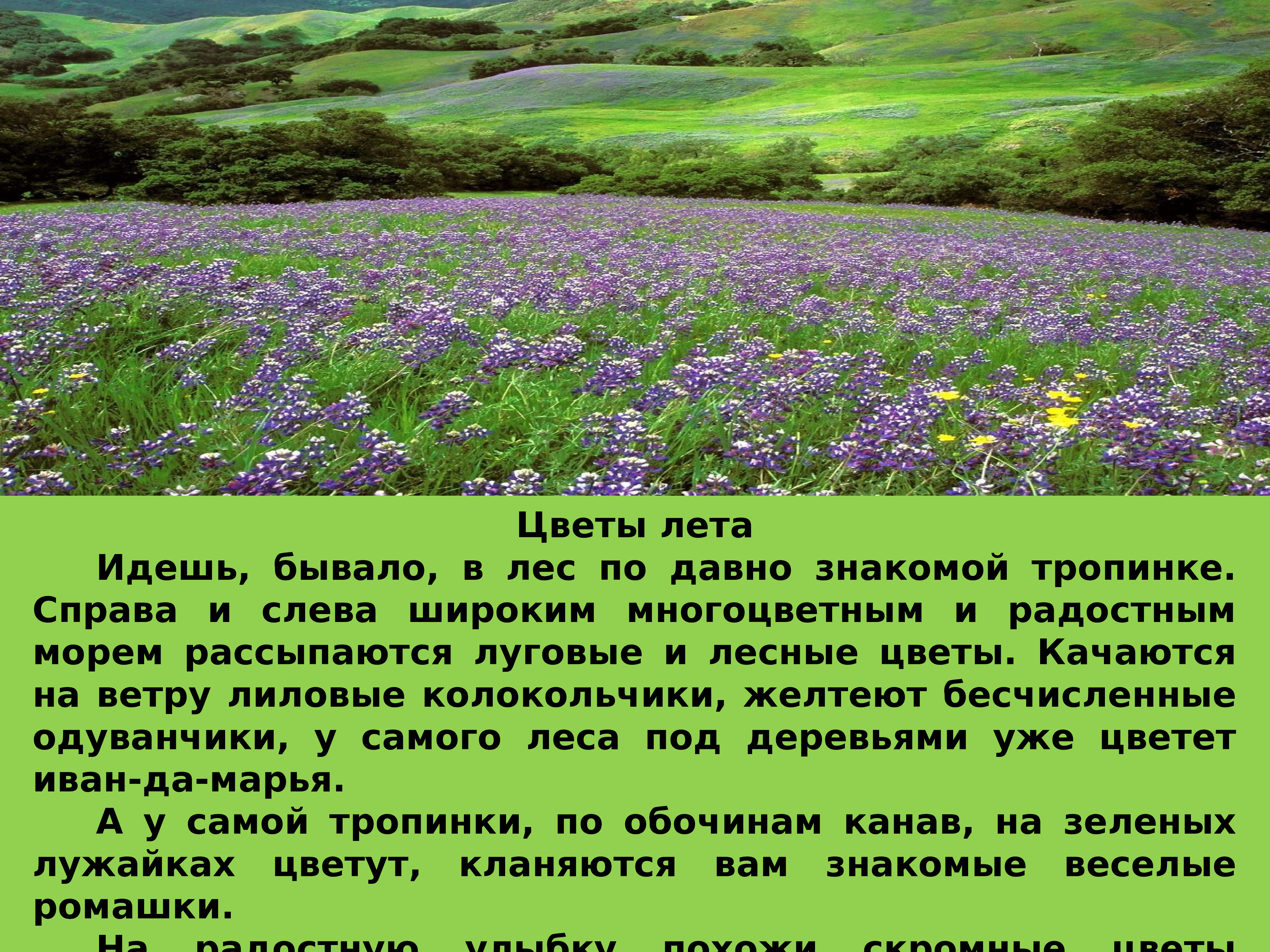 Бунин полевые цветы. Полевые цветы стихи. Рассказ о полевых цветах. Растения летом презентация. Сообщение о летнем растении.