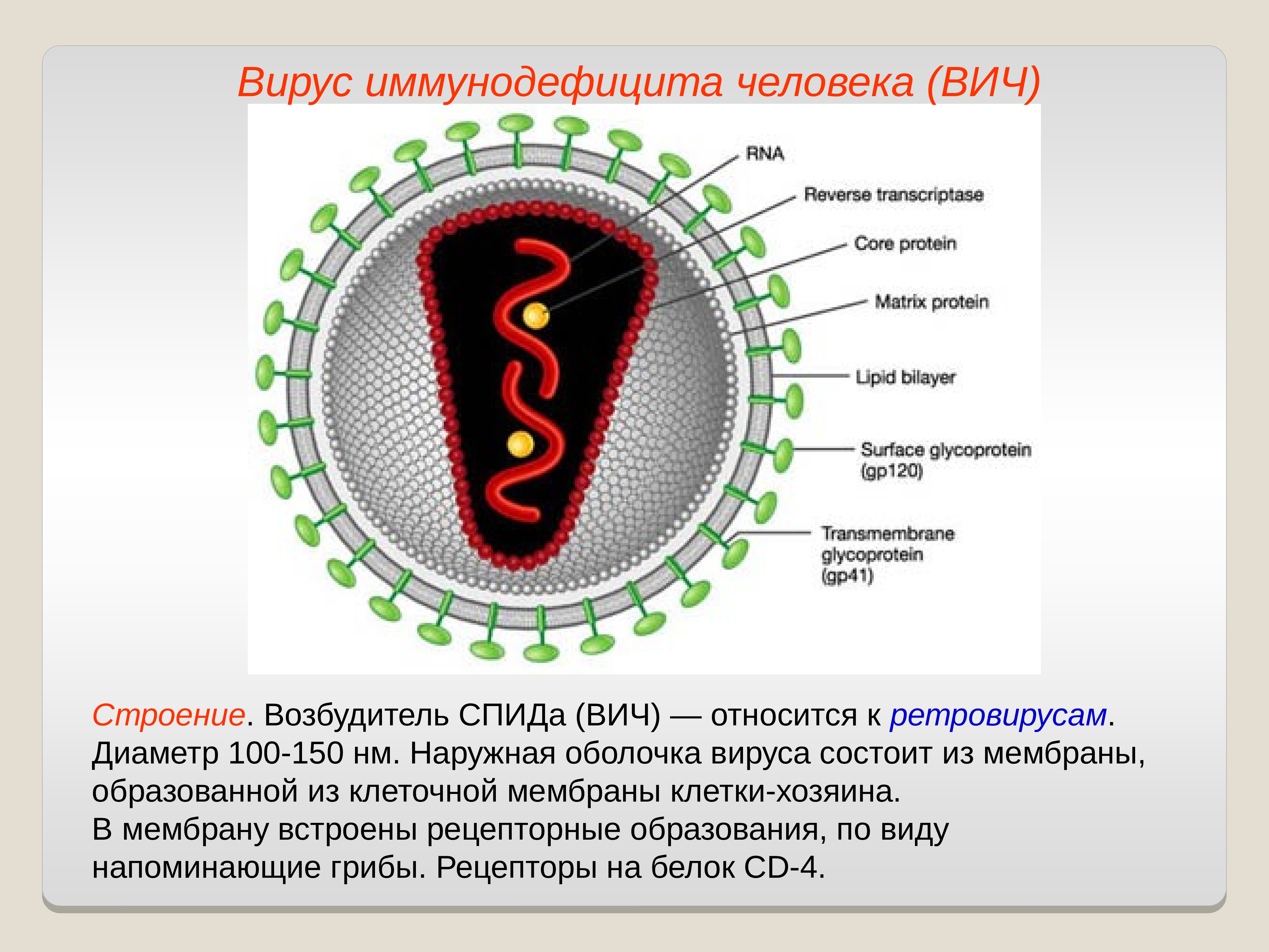 Строение вируса ВИЧ РНК