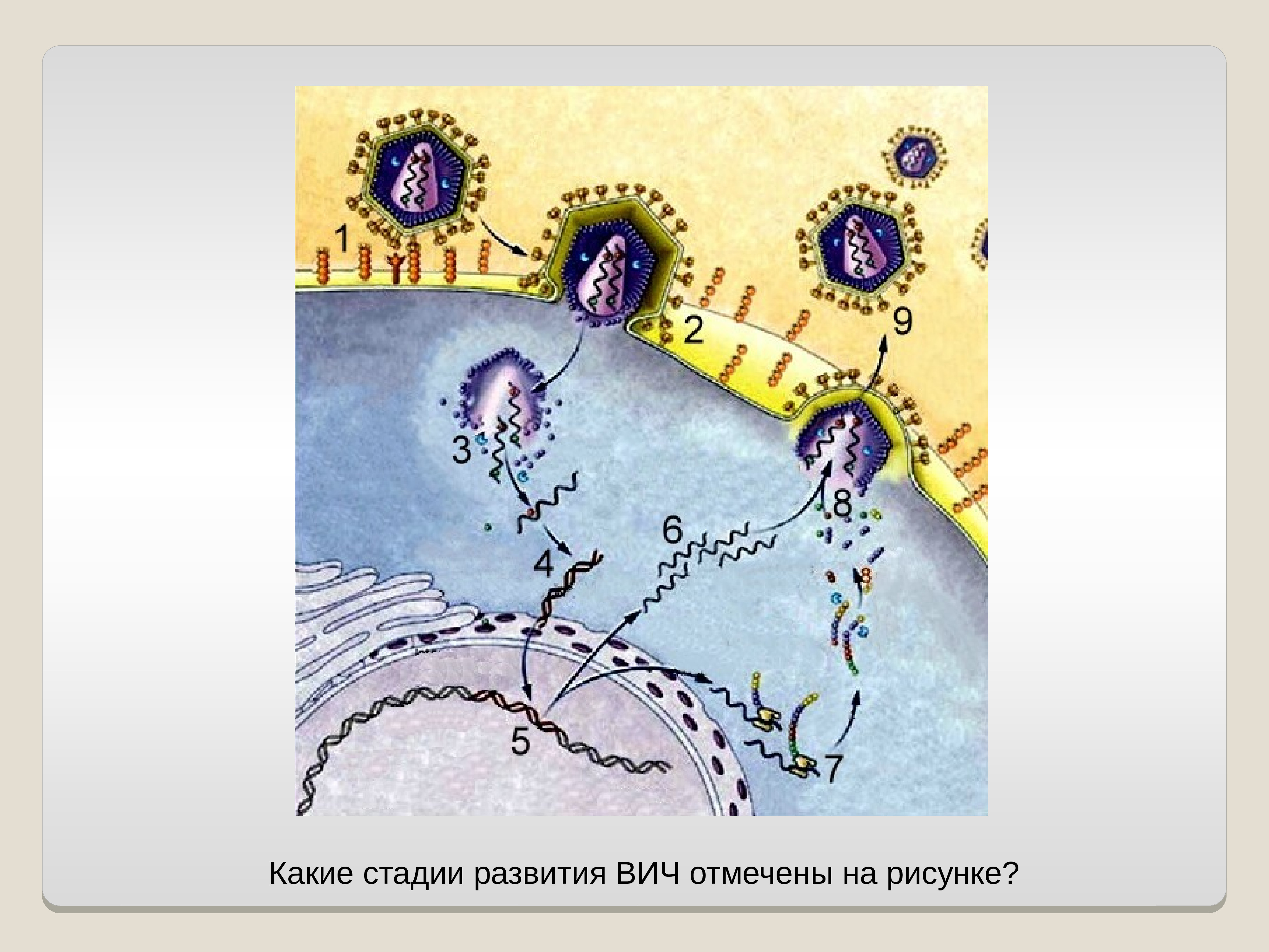 Презентация пименов вирусы