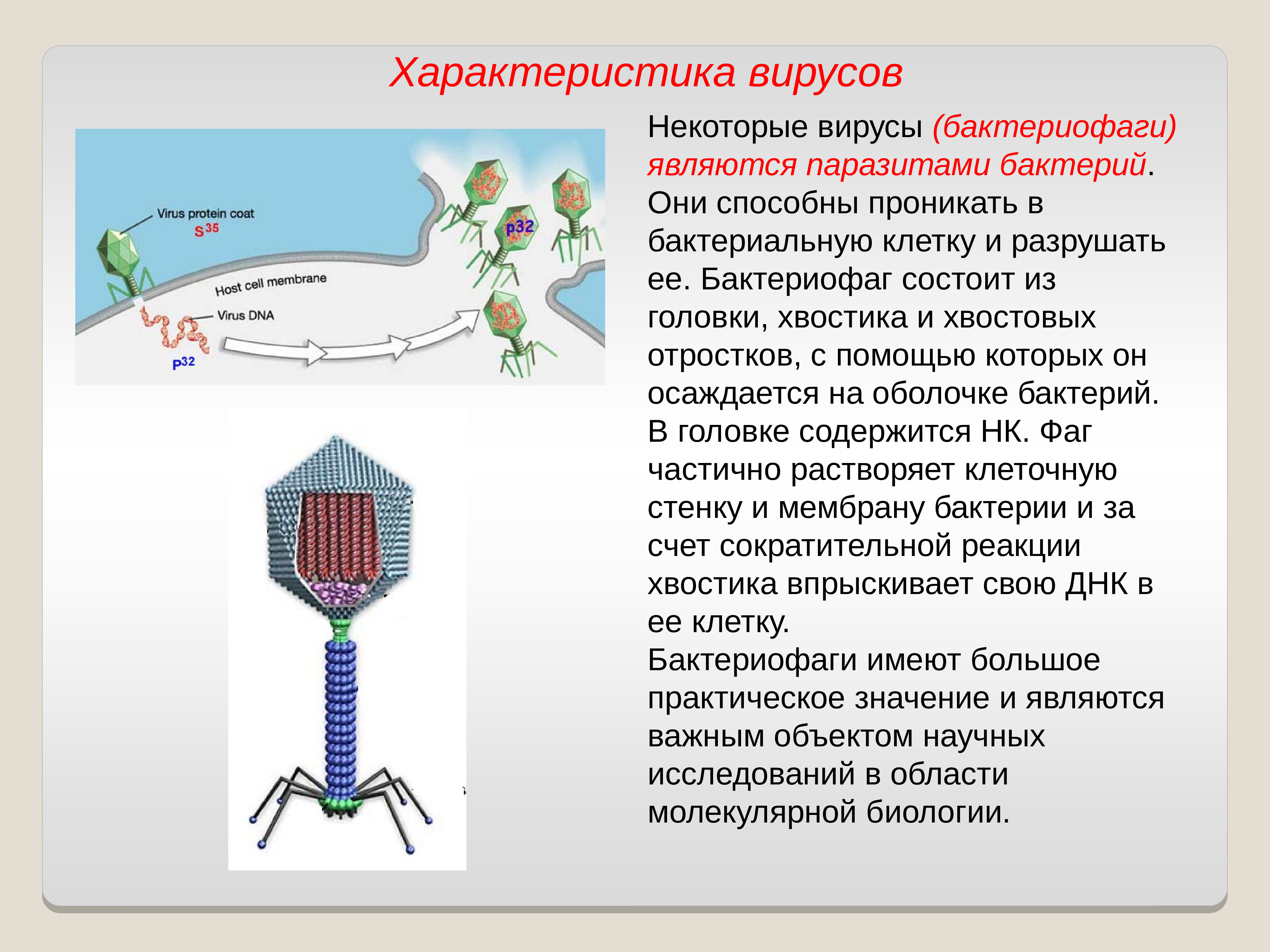 Вирус бактериофаг сообщение