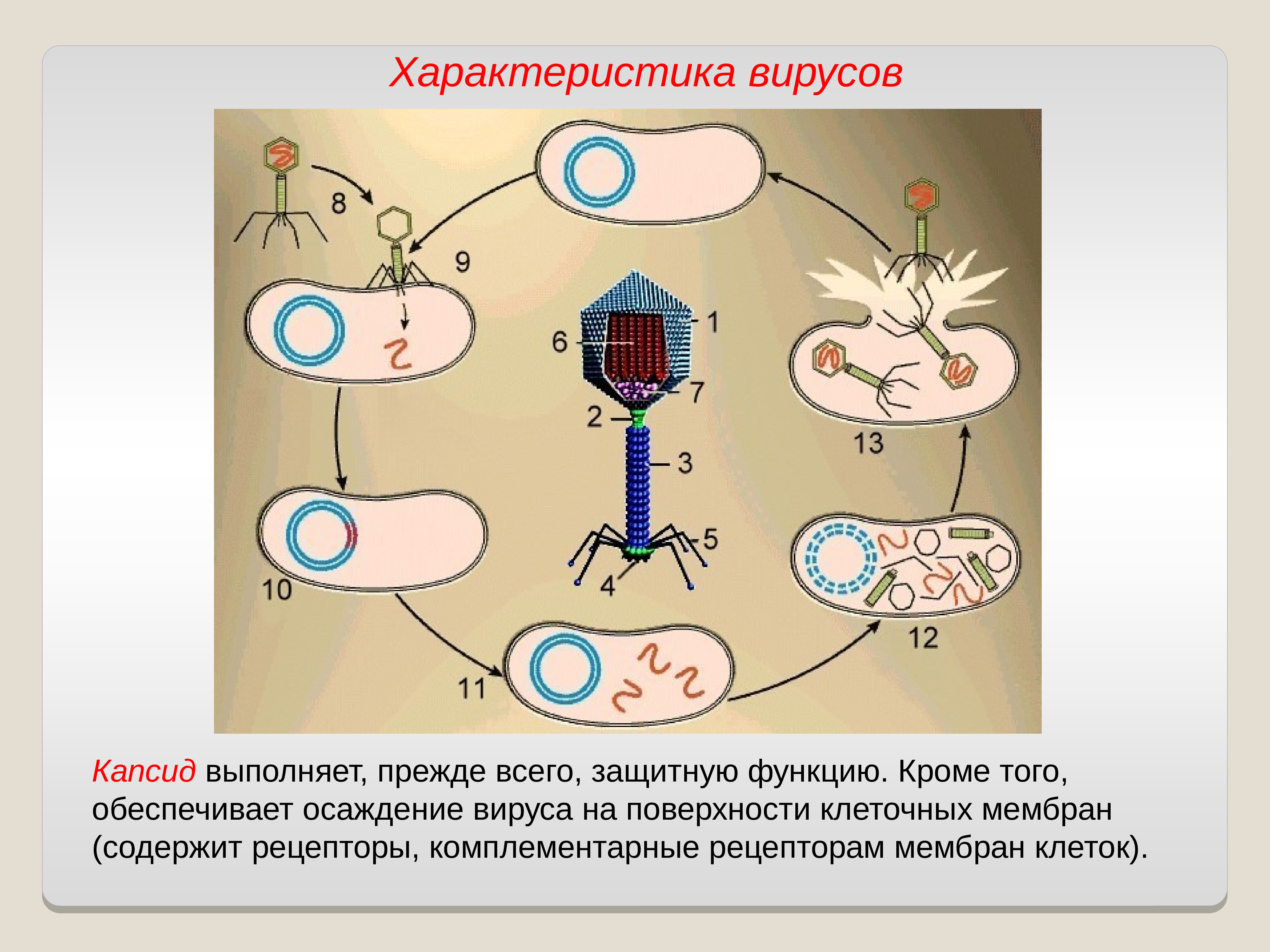 Строение и жизненный цикл бактериофага