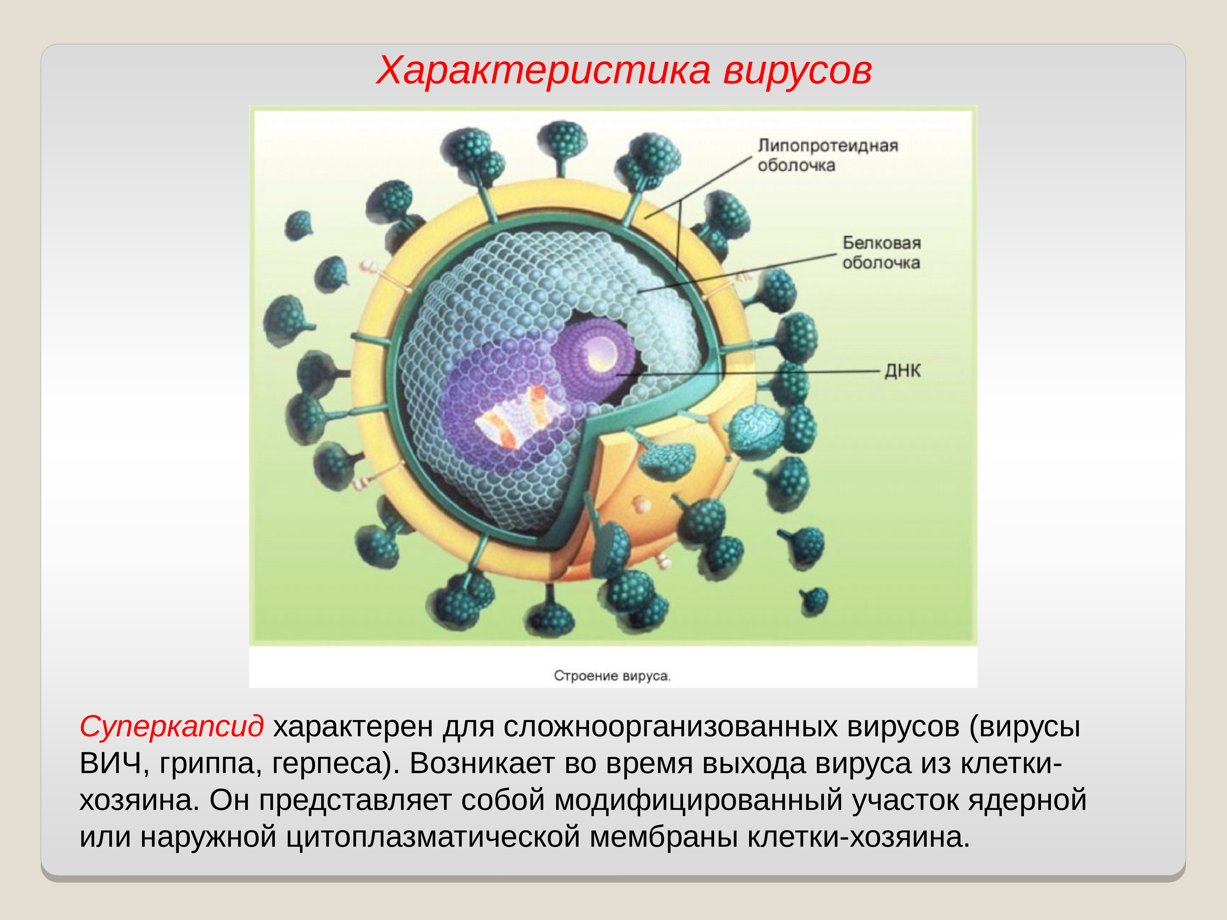 Вирусы 6 класс биология. Строение вируса ВИЧ суперкапсид. Строение оболочки вируса. Строение вируса гриппа суперкапсид. Описание вируса.