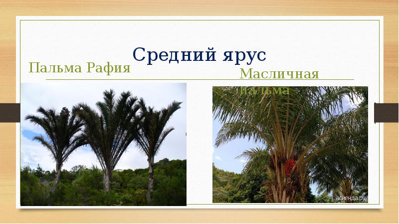 Жизнь в тропическом поясе 6 класс. Пальма рафия длина листа. Задания по теме жизнь в тропическом поясе. 5 Фактов о тропическом поясе. Типичные представители верхнего яруса – пальмы, фикусы, мальвы..