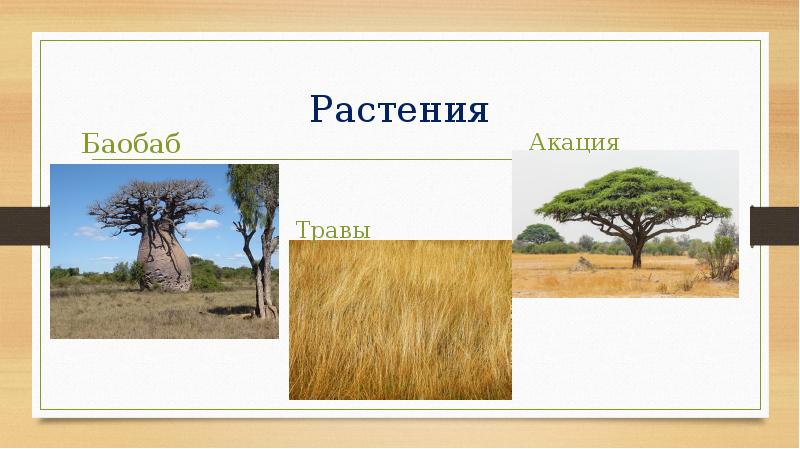 География 6 класс жизнь в тропическом поясе. Растения Акация баобабы. Акация в тропическом поясе. Растения тропического пояса. Рисунок на тему жизнь в тропическом поясе.