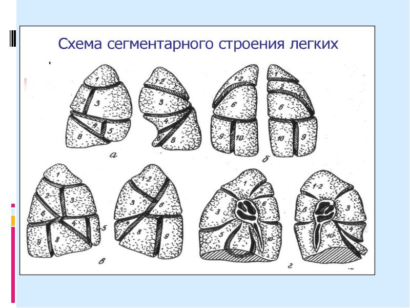 Правое легкое по лондонской схеме состоит из