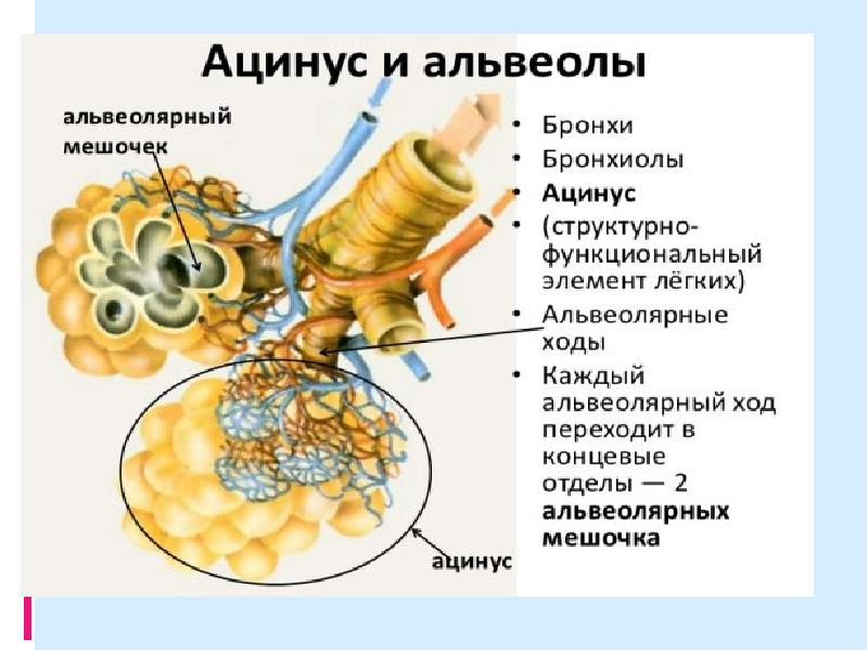 Содержит бронхи и бронхиолы. Структурно функциональная единица легкого ацинус. Строение лёгких ацинус. Ацинус легкого строение анатомия. Структуры легочного ацинуса.