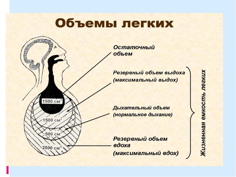 Анатомия легкие презентация