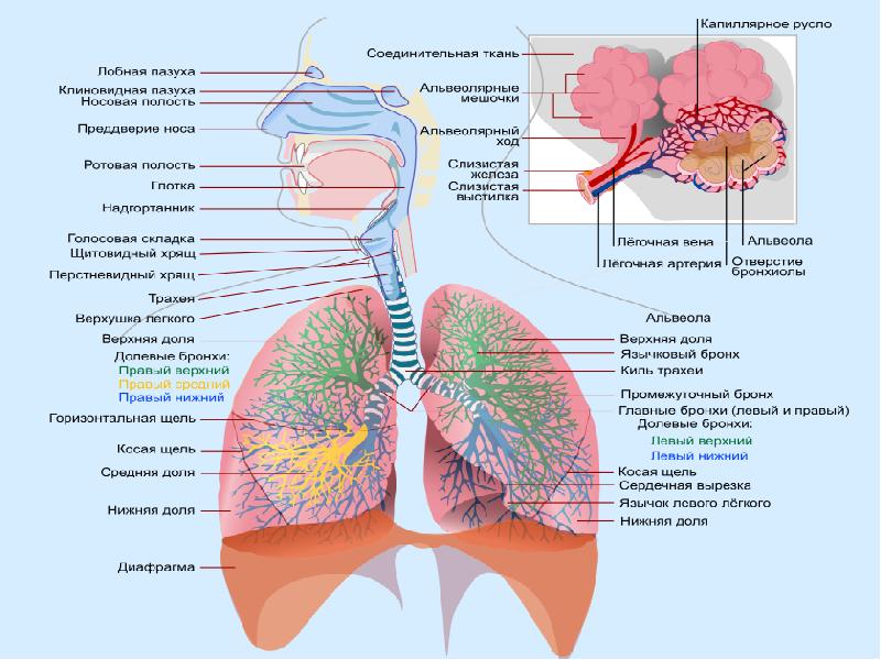 Строение легких человека рисунок с подписями анатомия