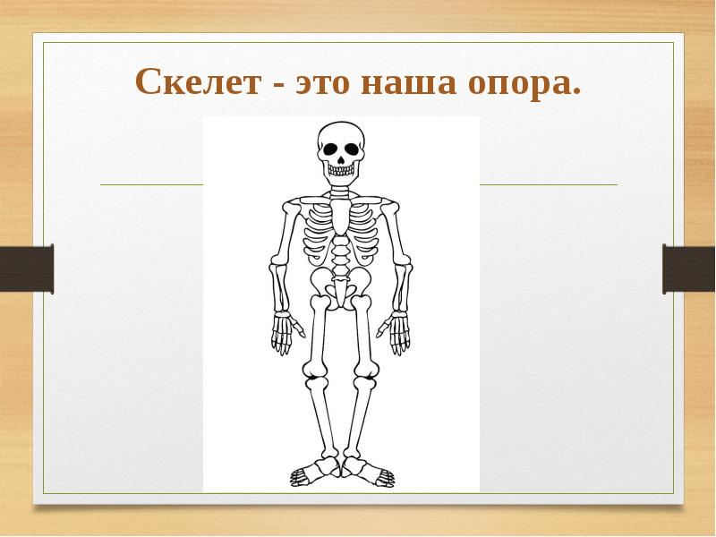 Опора и движение 8 класс биология презентация