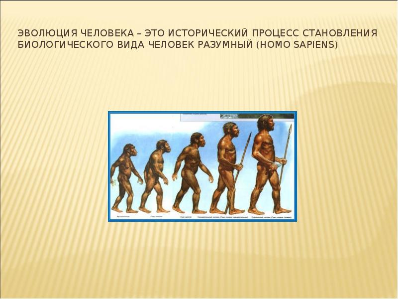 Человек как биологический вид. Эволюция вида человек разумный. Виды человека. Процесс становления человека. Процесс исторического развития человека.