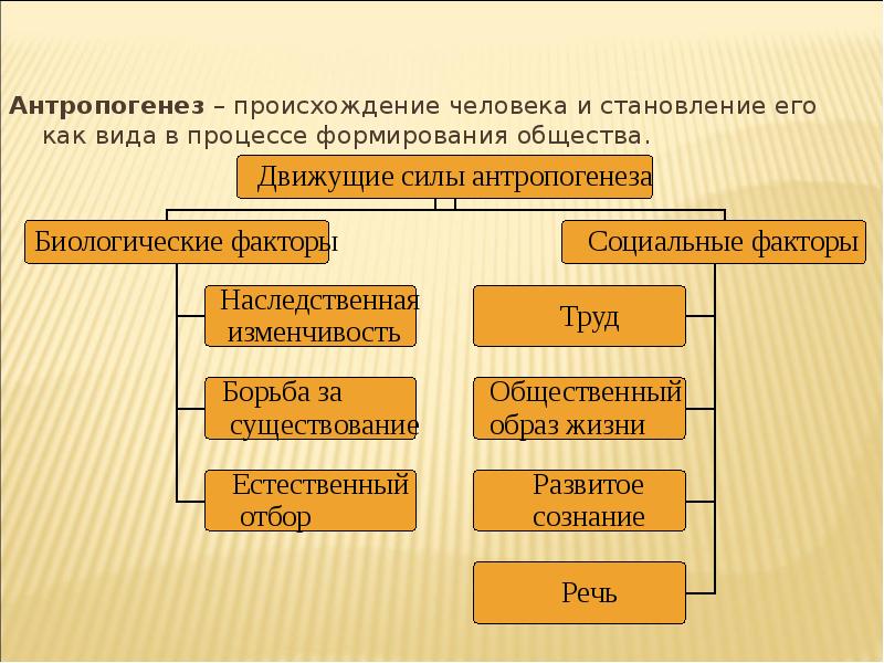 Происхождение человека антропогенез презентация