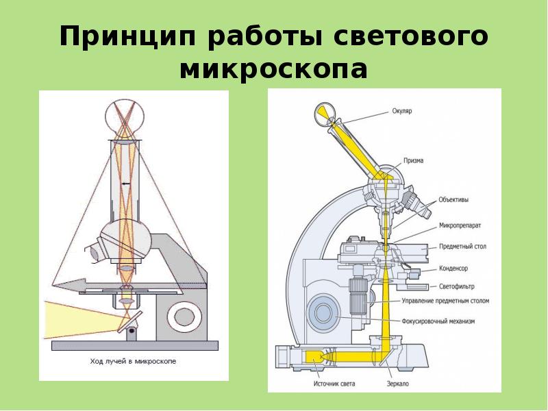 Схема лучей в микроскопе