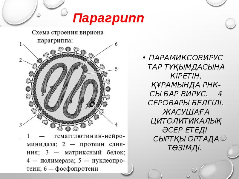 Парагрипп микробиология. Парагрипп строение. Вирус парагриппа строение. Вирус парагриппа микробиология. Строение вириона.