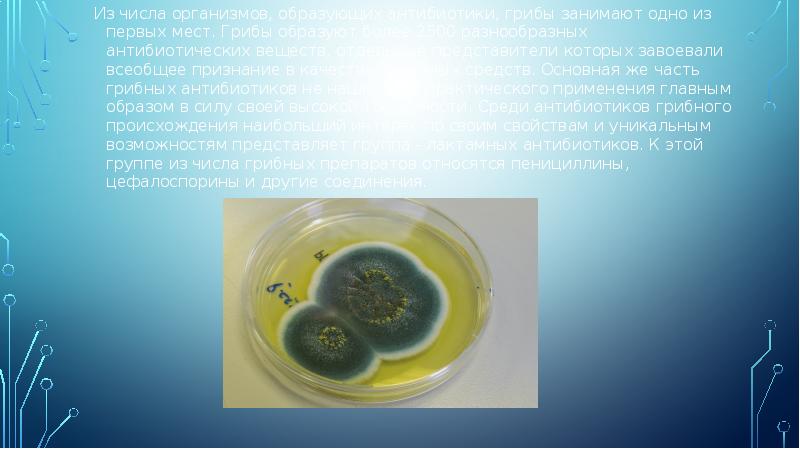Из числа организмов, образующих антибиотики, грибы занимают одно из первых мест. Из числа организмов, образующих антибиотики, грибы занимают одно из первых мест.
