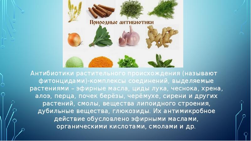 Антибиотики растительного происхождения (называют фитонцидами)-комплексы соединений, выделяемые растениями – эфирные масла, Антибиотики растительного происхождения (называют фитонцидами)-комплексы соединений, выделяемые растениями – эфирные масла,