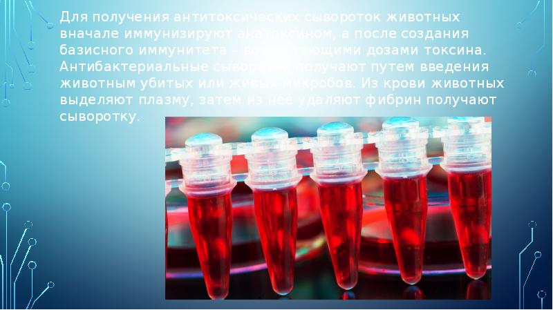 Для получения антитоксических сывороток животных вначале иммунизируют анатоксином, а после создания Для получения антитоксических сывороток животных вначале иммунизируют анатоксином, а после создания