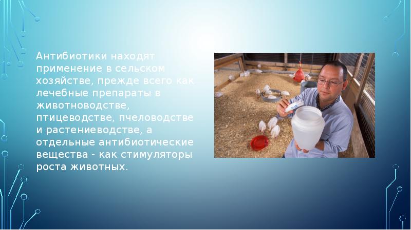 Антибиотики находят применение в сельском хозяйстве, прежде всего как лечебные препараты Антибиотики находят применение в сельском хозяйстве, прежде всего как лечебные препараты