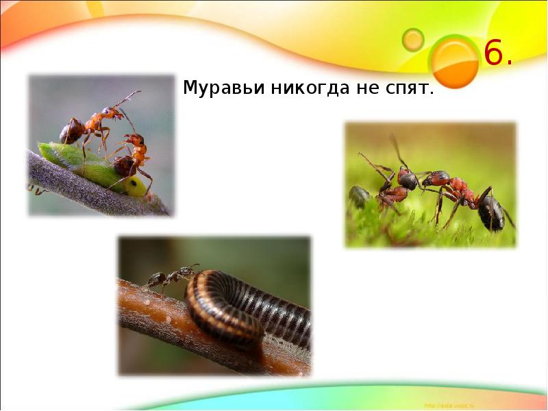 Проект по биологии интересные факты о насекомых