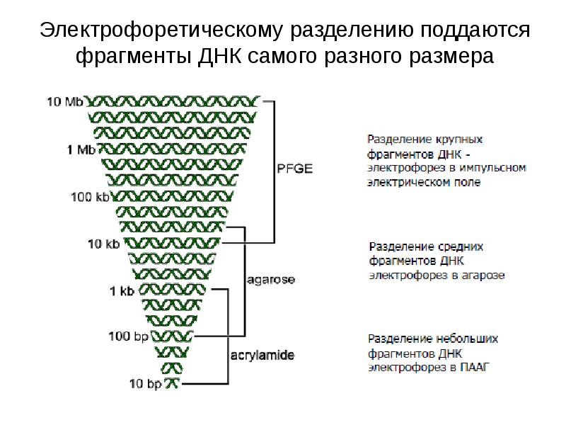 Метод биологии разделение фрагментов днк по длине. Методы разделения фрагментов днк.. электрофоретическое разделение фрагментов днк.