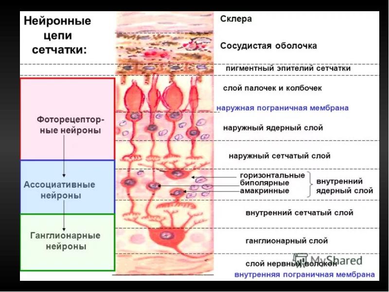 На рисунке пигментного эпителия сетчатки изображены гранулы меланина