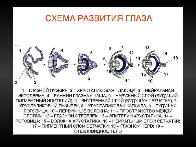 Орган зрения презентация гистология