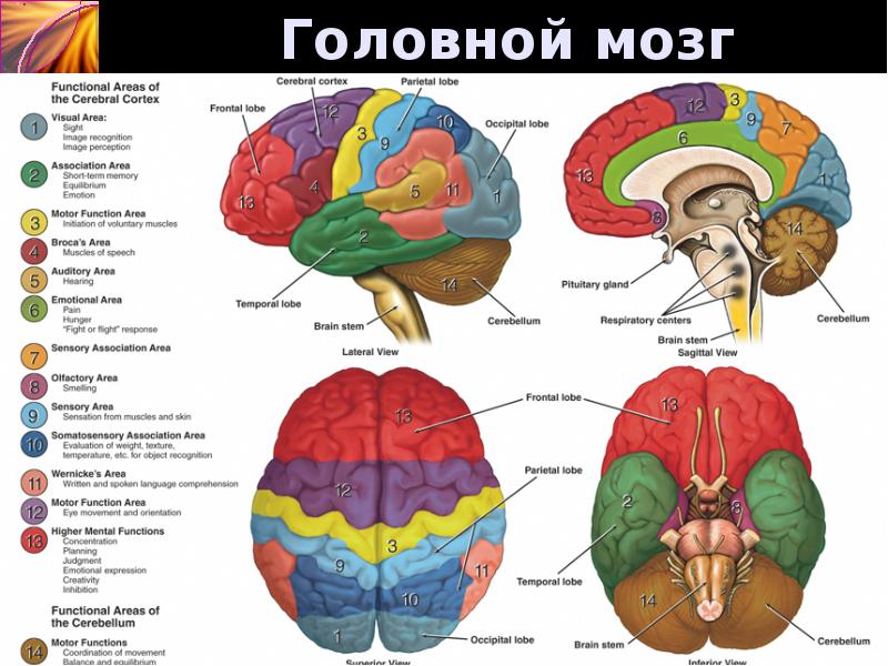 Мозг человека строение и функции картинки