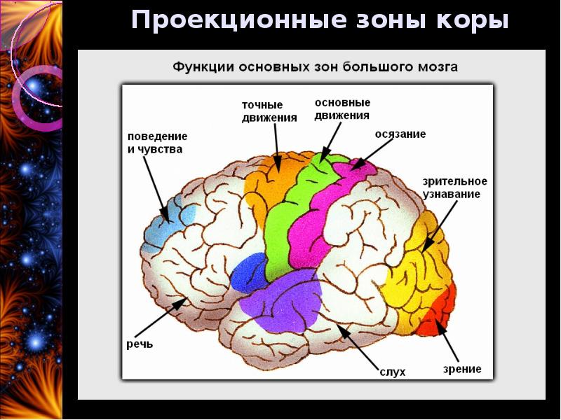 Зоны головного мозга рисунок