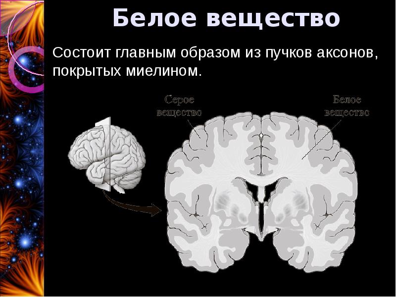 Белое вещество функции. Белое вещество. Белое вещество состоит из. Белое вещество состоит из аксонов. Белое вещество аксонами мозга.