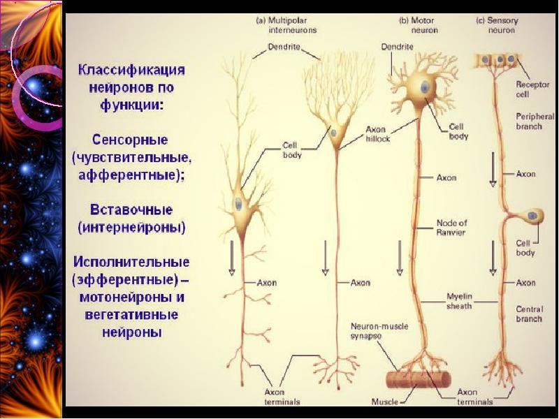 Вегетативные нейроны. Классификация нейронов афферентные. Чувствительный Нейрон функции. Афферентные Нейроны функции.