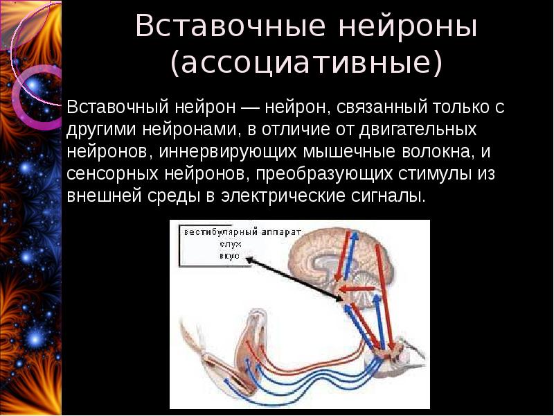 Двигательный нейрон это. Вставочный Нейрон. Вставочный Нейрон ассоциативный. Вставочные нервные клетки. Сенсорный Нейрон.