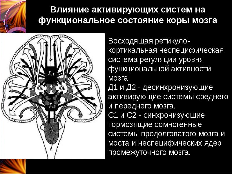 Активирующая система мозга. Неспецифическая система мозга. Неспецифическая активирующая система мозга. Восходящая активирующая система мозга.