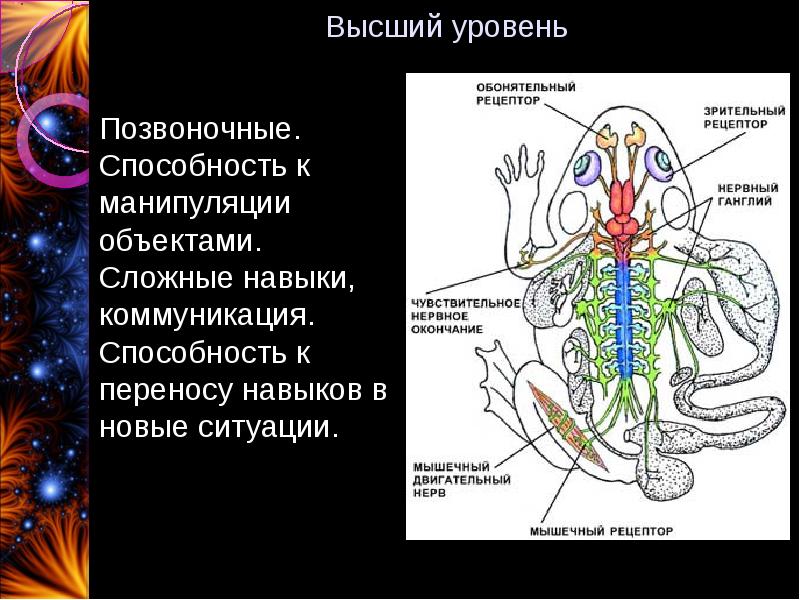 Функции нервной системы у животных. Высшие нервные функции. Нервные окончания. Нервные узлы функции. Позвоночный нервный узел.