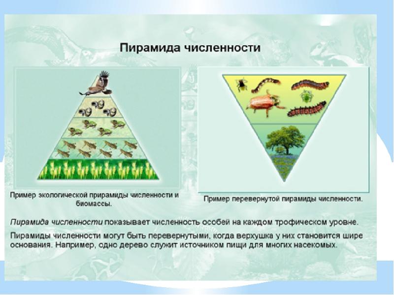 Рассмотрите рисунок и ответьте на вопросы относительно изображенной экологической пирамиды