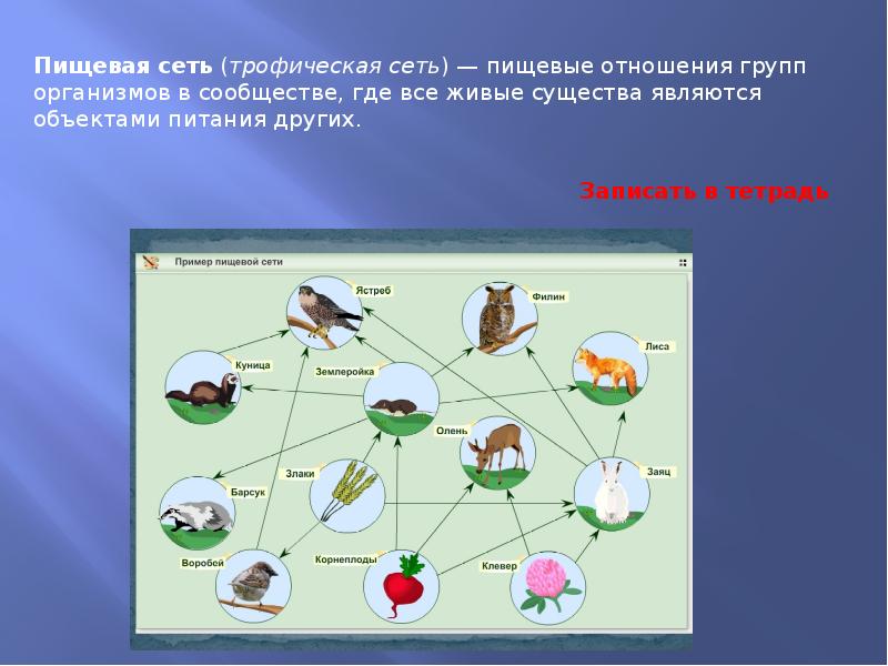 Достройте схему пищевых взаимоотношений в смешанном лесу поместив в соответствующие графы