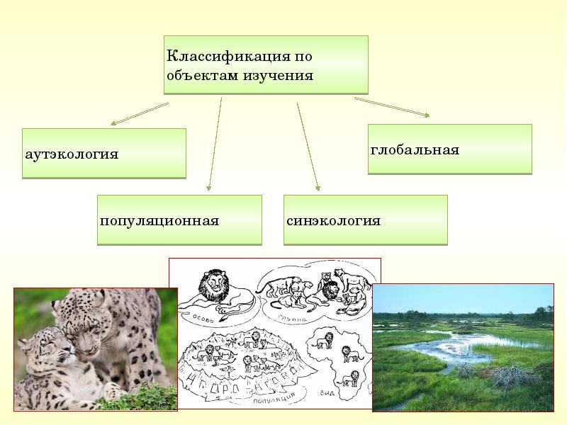 Аутэкология. Аутоэкология синэкология популяционная. Популяционная экология и синэкология. Аутэкология уровень организации. Аутэкология изучает организменный уровень.