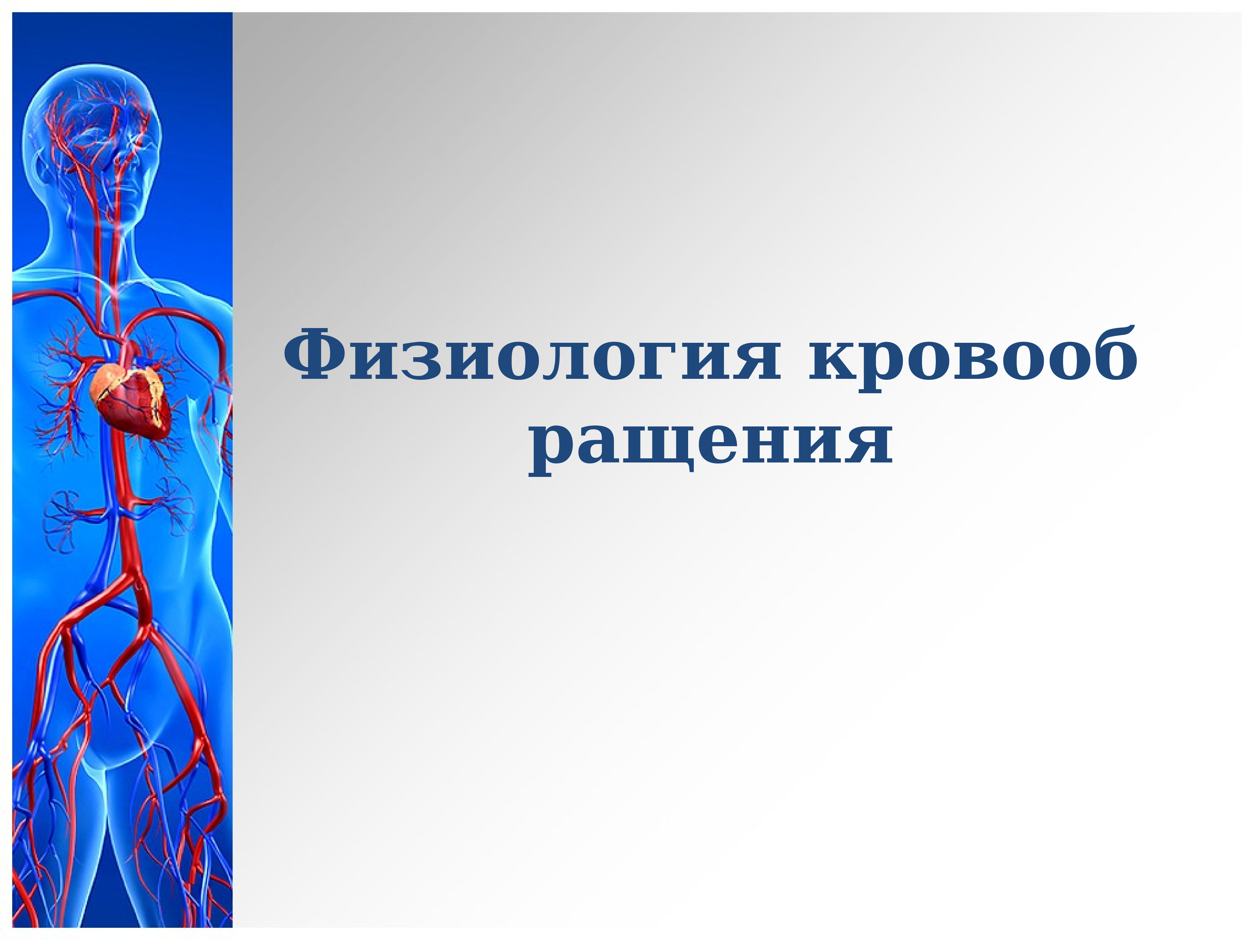 Сосуды большого кровообращения. Система кровообращения. Физиология кровообращения. Физиология кровообращения человека. Физиология кровеносной системы.