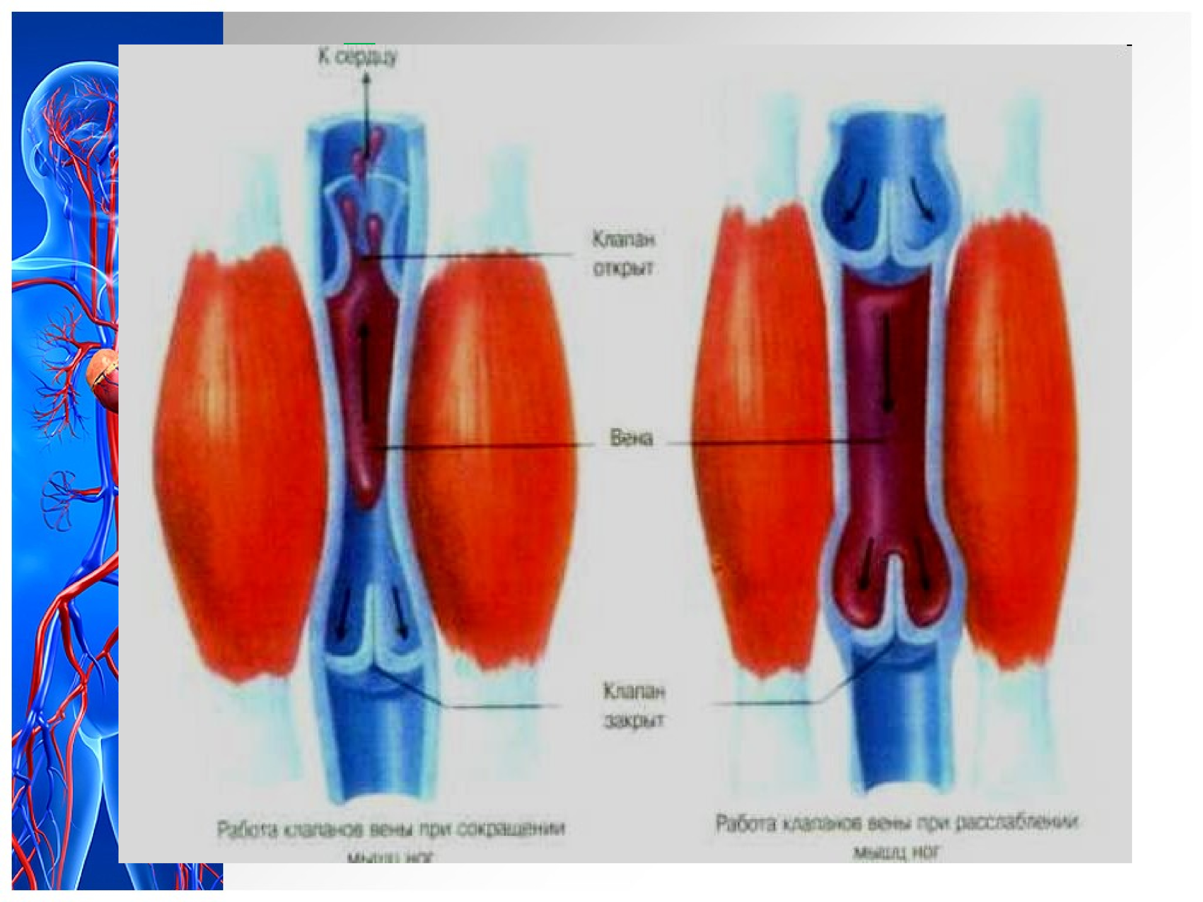 Клапаны вен рисунок. Строение клапанного аппарата вен. Клапаны в венах нижних конечностей. Вены и венозные клапаны.