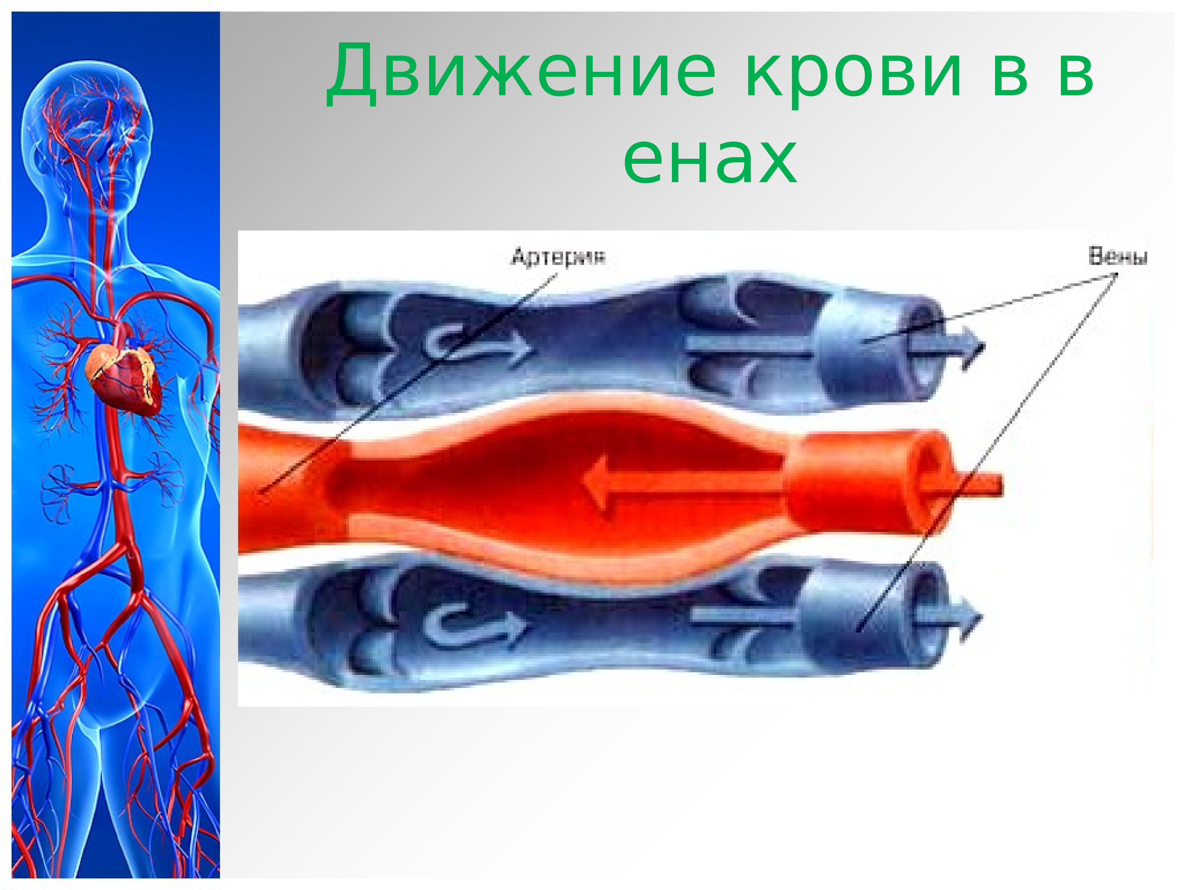 Направление движения крови вен. Движение крови по сосудам. Движение крови по венозным сосудам. Механизмы движения крови в венах.