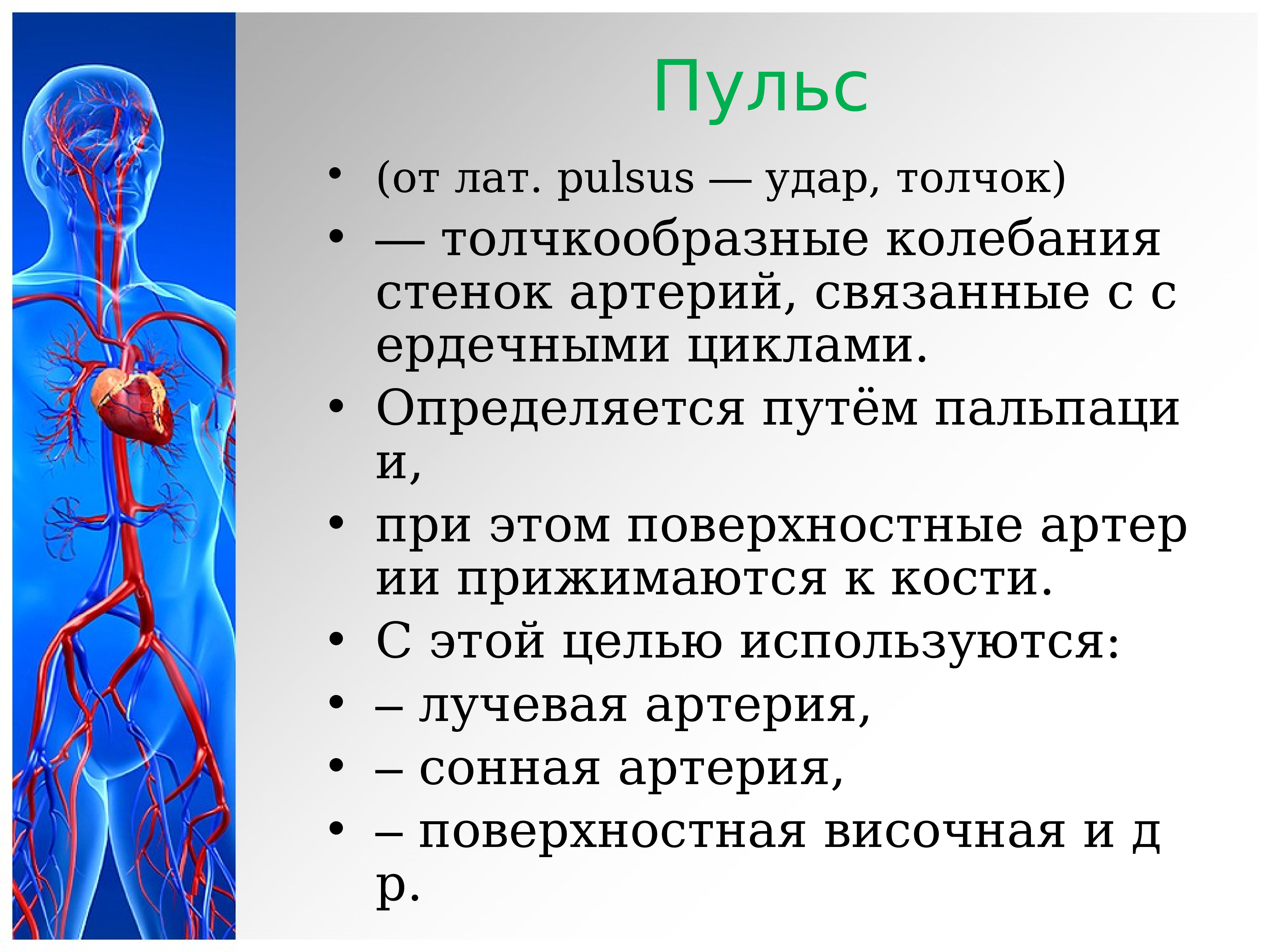 Сердечно сосудистая система презентация 8 класс