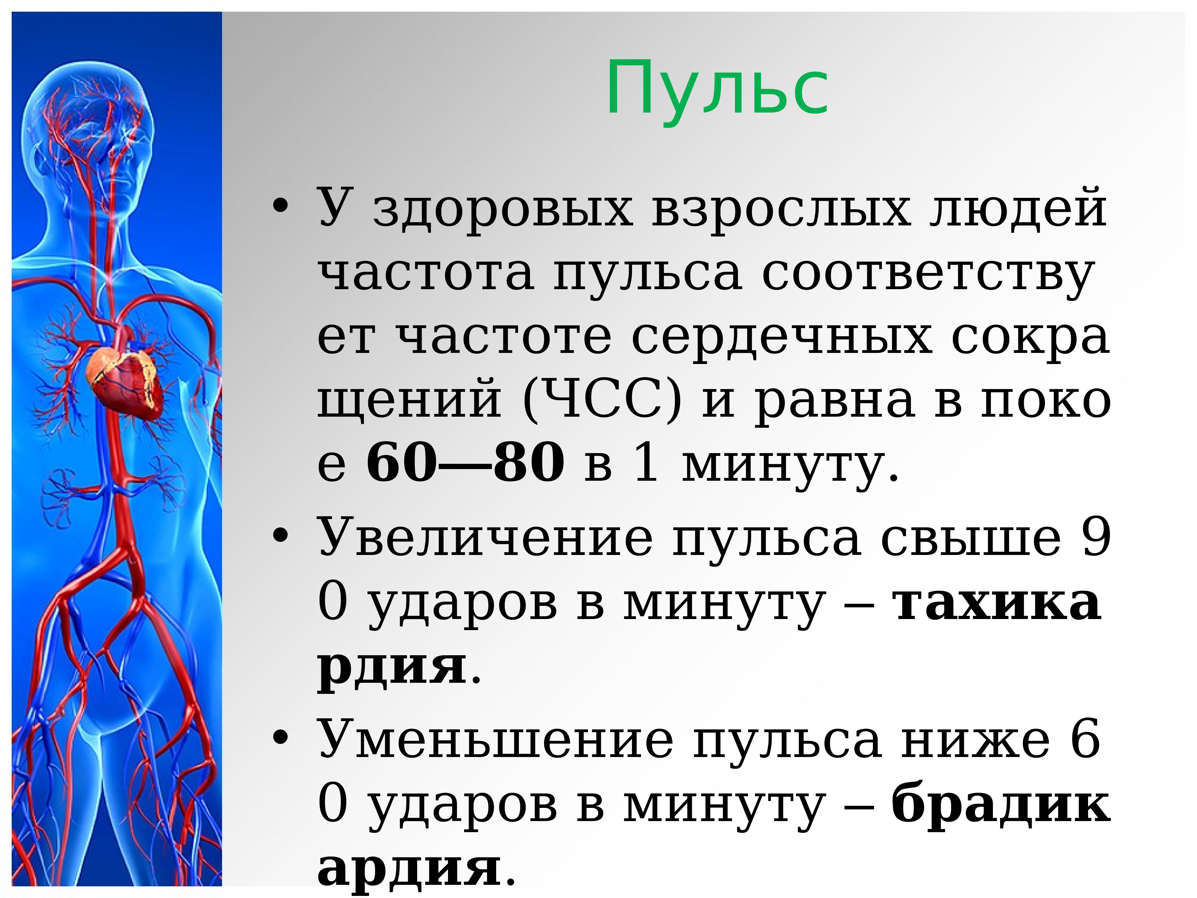 Функции сердечно сосудистой системы картинки