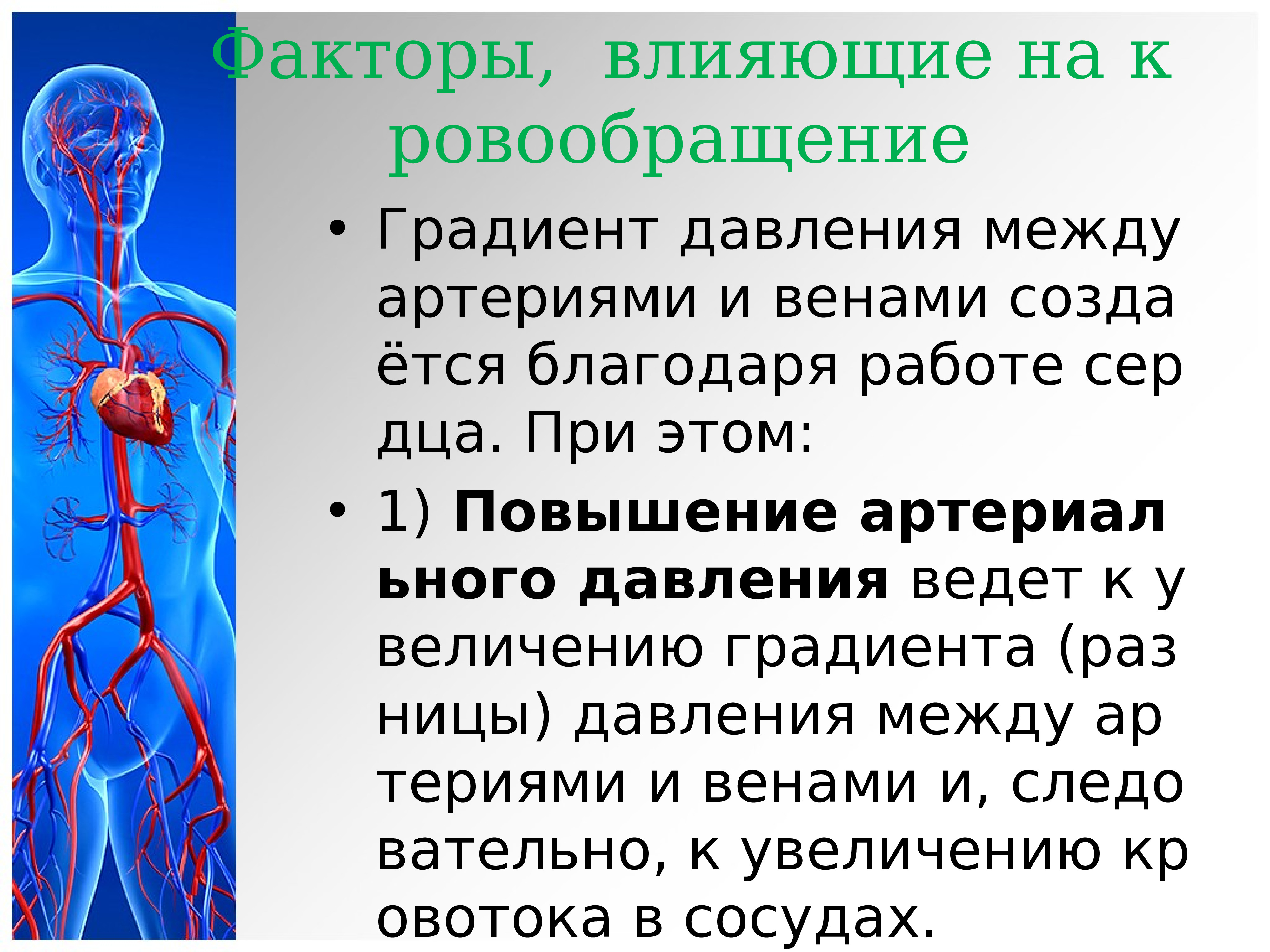 Нагрузку на сердечно сосудистую систему. Задачи сердечно сосудистой системы. Значение сердечно сосудистой системы для человека. Сердечно сосудистая система доклад. Сердечно сосудистая система доклад кратко.