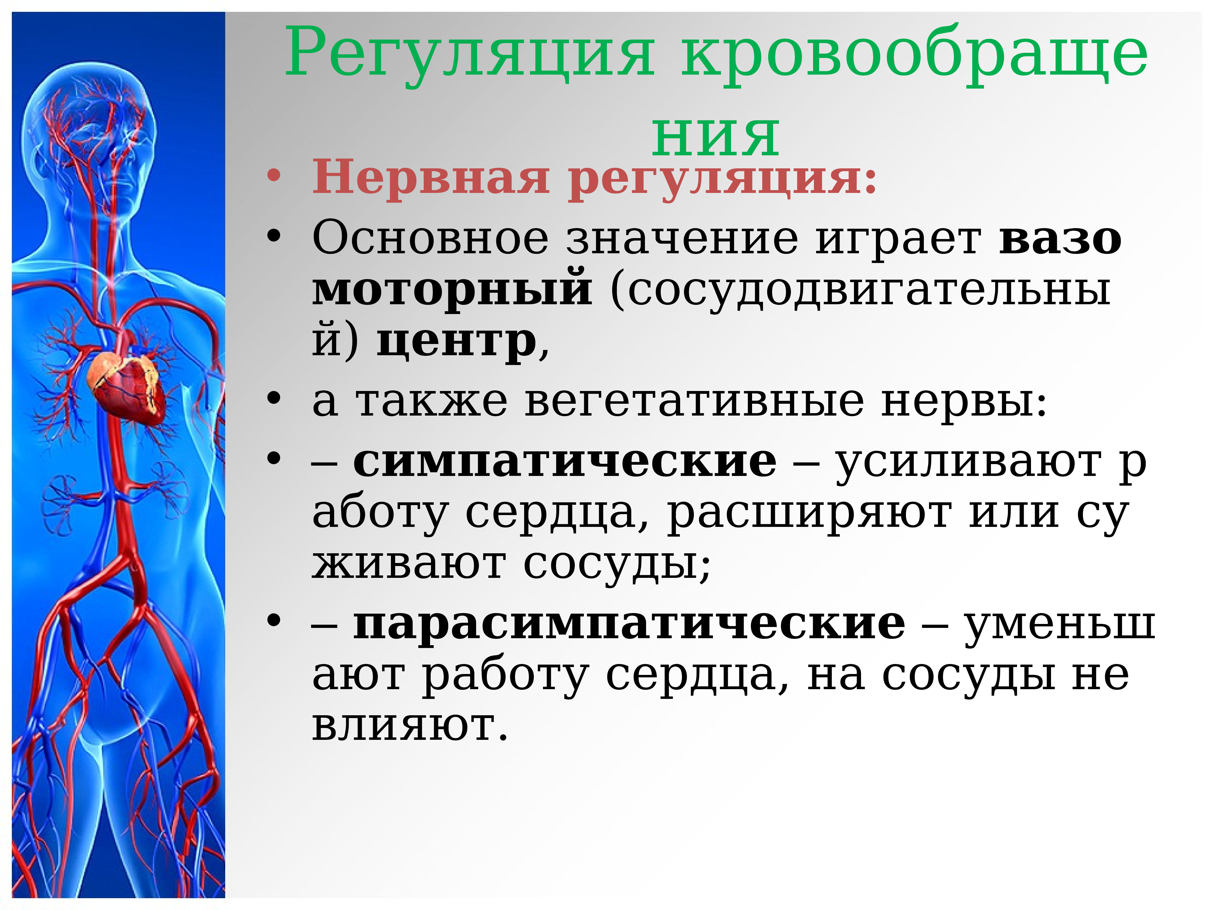 Нервной системы сердечно сосудистой и. Регуляция кровообращения. Механизмы регуляции кровообращения. Нервная регуляция кровообращения. Регуляция кровотока.