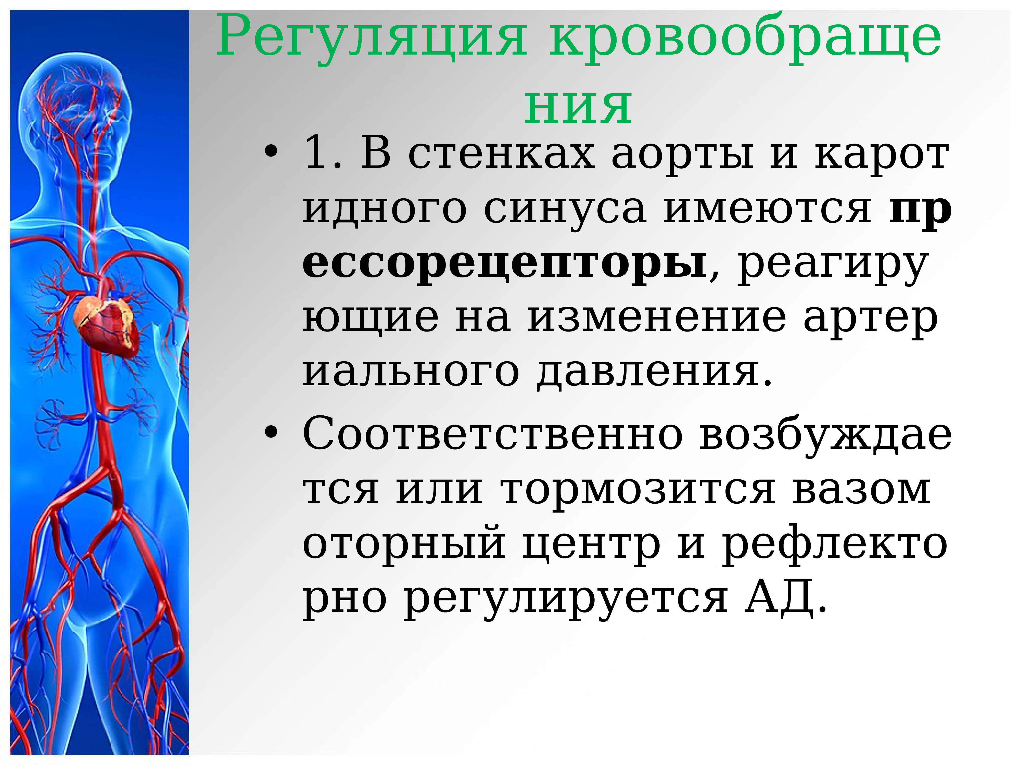 Изменение стенки аорты. Сосудистая система. Уплотнение стенок аорты. Синусы сердечно-сосудистой системы. Уполотнениестенок аорты.