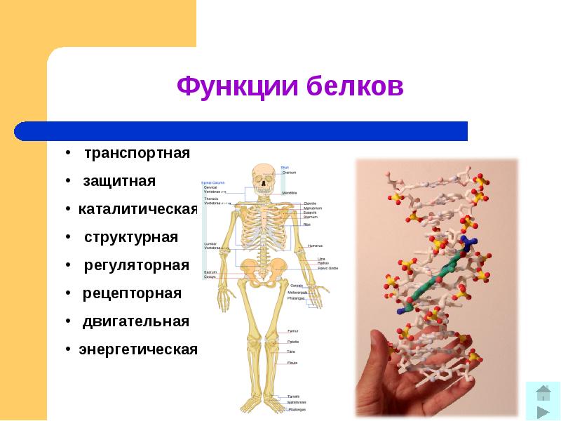 Энергетическая функция белков. Функции белков структурная каталитическая транспортная рецепторная. Почему белки основа жизни. Функции белков каталитическая структурная и двигательная. Рецепторная и Регуляторная функции белков.