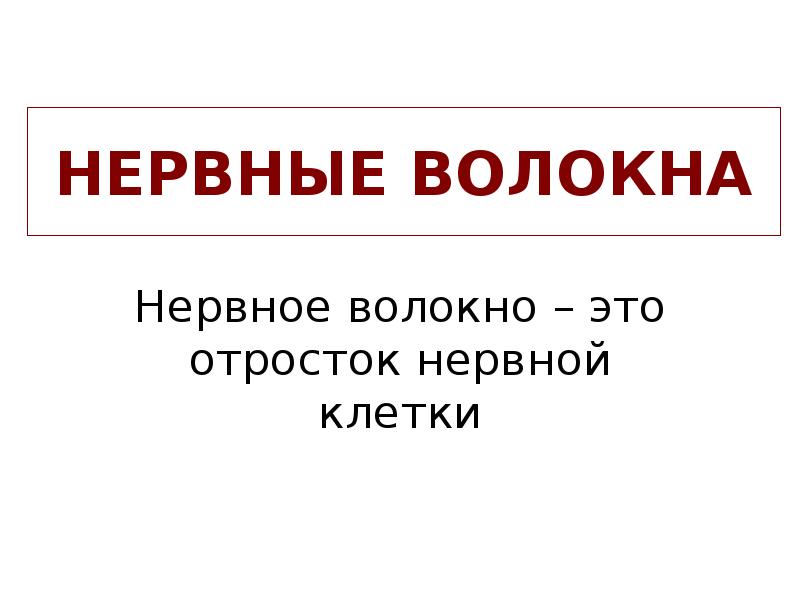 НЕРВНЫЕ ВОЛОКНА
Нервное волокно – это отросток нервной клетки НЕРВНЫЕ ВОЛОКНА
Нервное волокно – это отросток нервной клетки