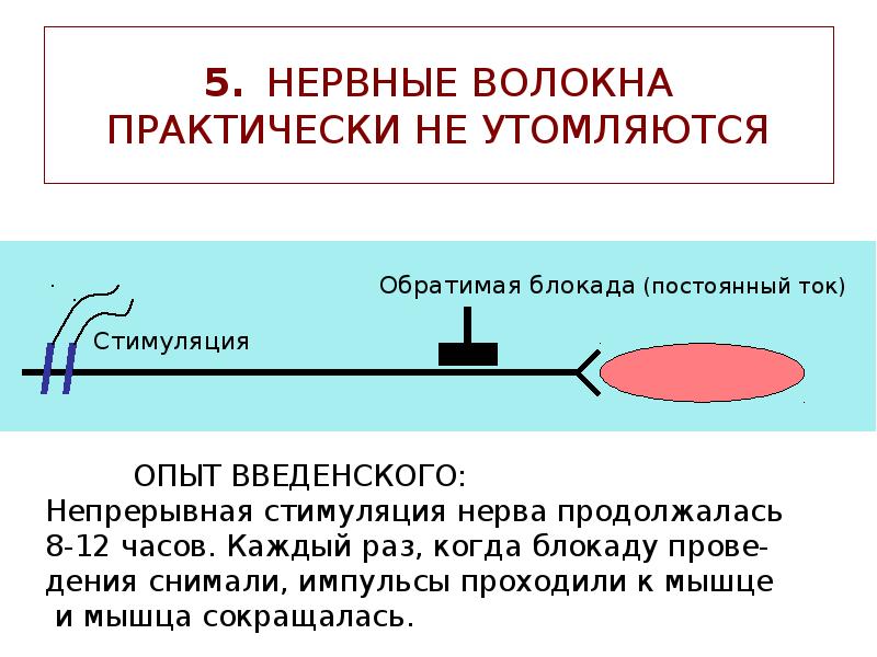 5. НЕРВНЫЕ ВОЛОКНА ПРАКТИЧЕСКИ НЕ УТОМЛЯЮТСЯ 5. НЕРВНЫЕ ВОЛОКНА ПРАКТИЧЕСКИ НЕ УТОМЛЯЮТСЯ