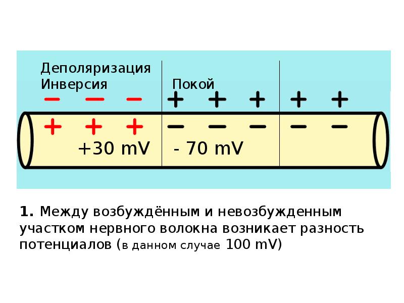 1. Между возбуждённым и невозбужденным участком нервного волокна возникает разность потенциалов (в 1. Между возбуждённым и невозбужденным участком нервного волокна возникает разность потенциалов (в