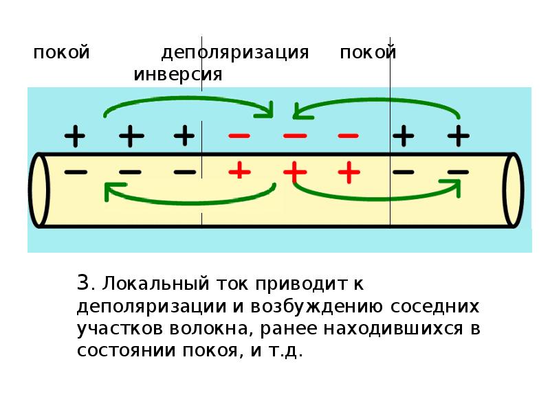 покой деполяризация покой инверсия
3. Локальный покой деполяризация покой инверсия
3. Локальный