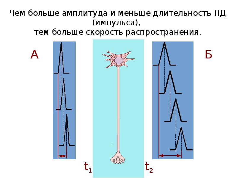 Чем больше амплитуда и меньше длительность ПД (импульса), тем больше Чем больше амплитуда и меньше длительность ПД (импульса), тем больше