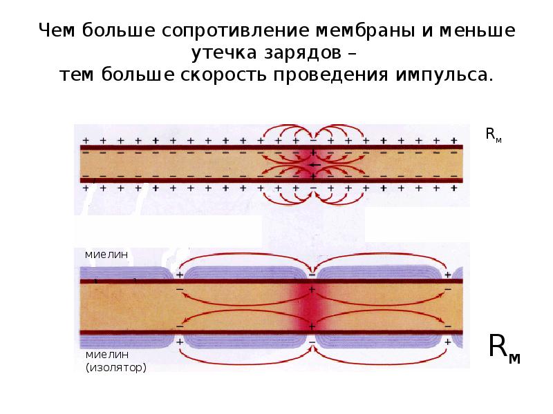 Чем больше сопротивление мембраны и меньше утечка зарядов – тем Чем больше сопротивление мембраны и меньше утечка зарядов – тем